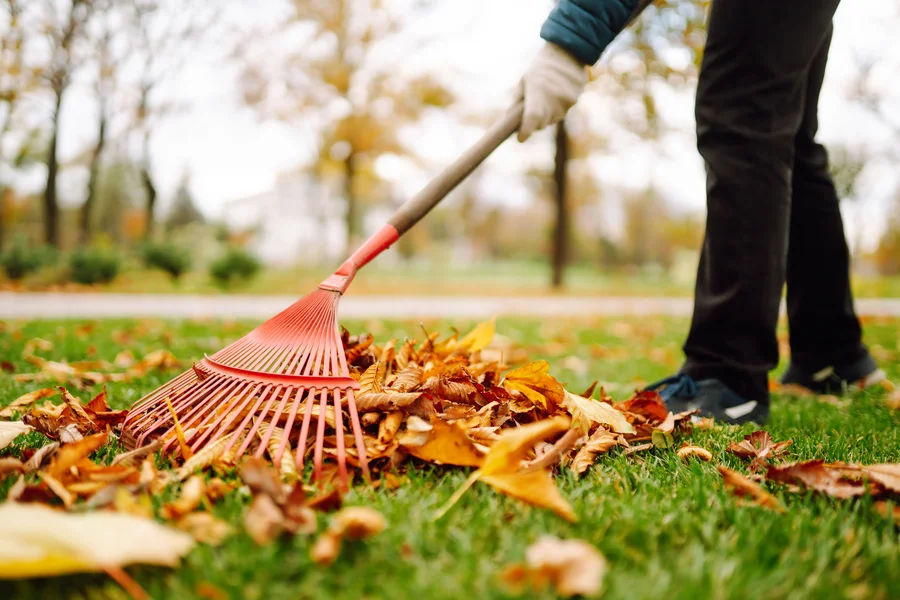 How Debris Removal Supports Lawn Health In Spring Matthews, NC