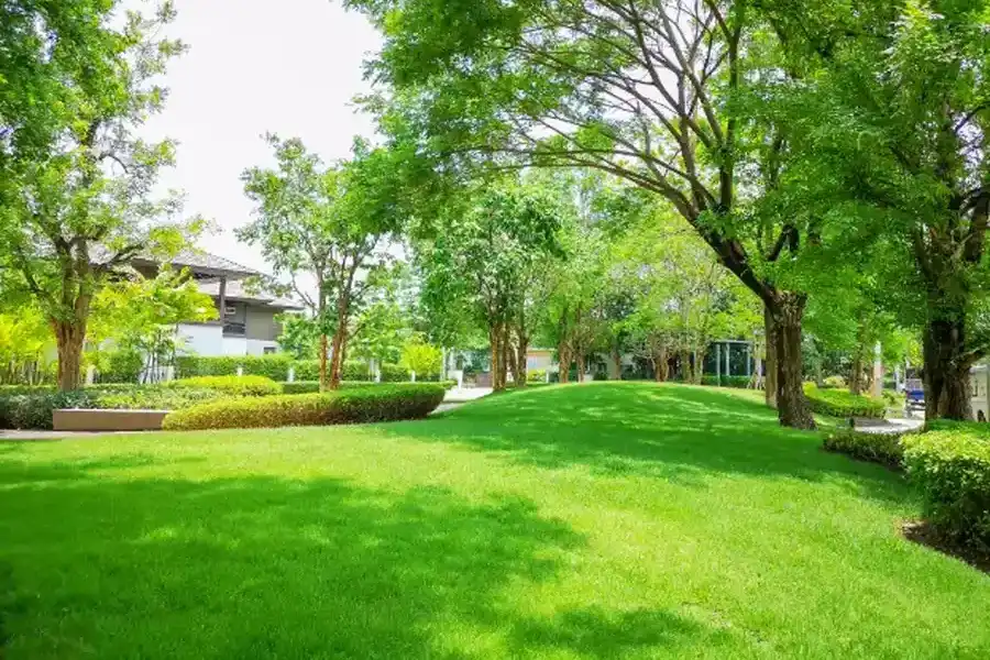 How Lawn Maintenance Supports Healthy Grass Growth Matthews, NC