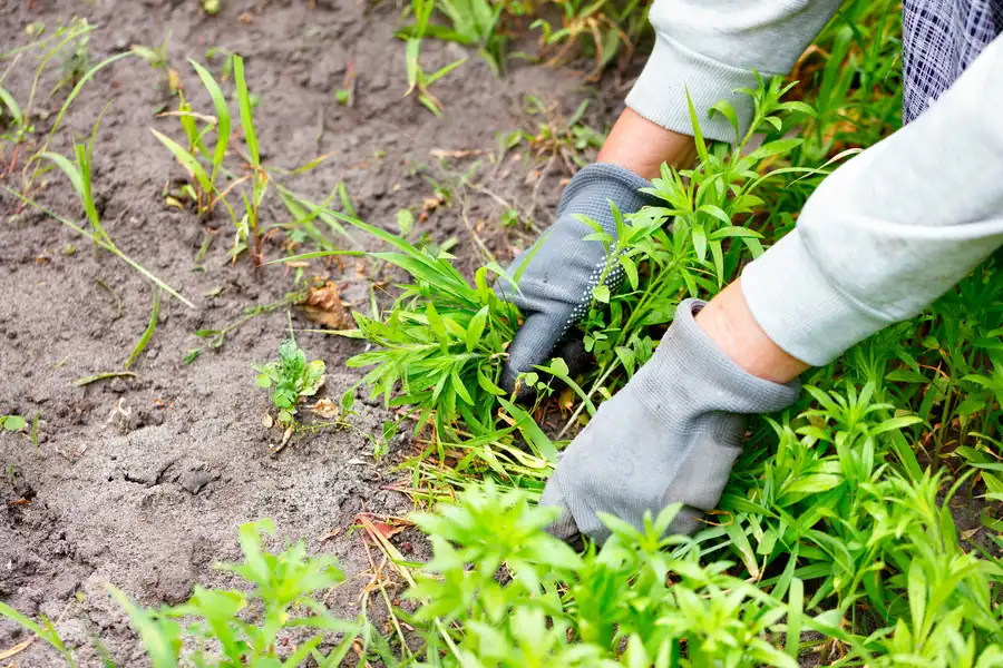 The Link Between Healthy Soil And Weed Prevention in Matthews, NC